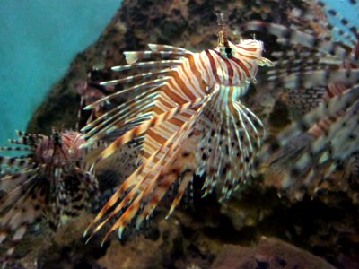 Red Lionfish photo