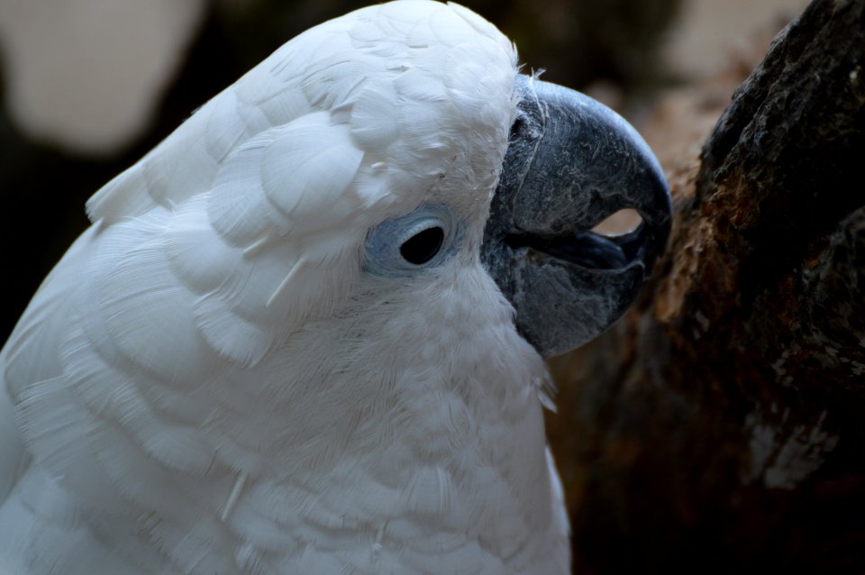 Beak Bird Parrot Fauna