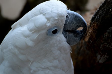 Beak Bird Parrot Fauna