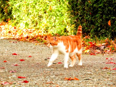 Chat 1122