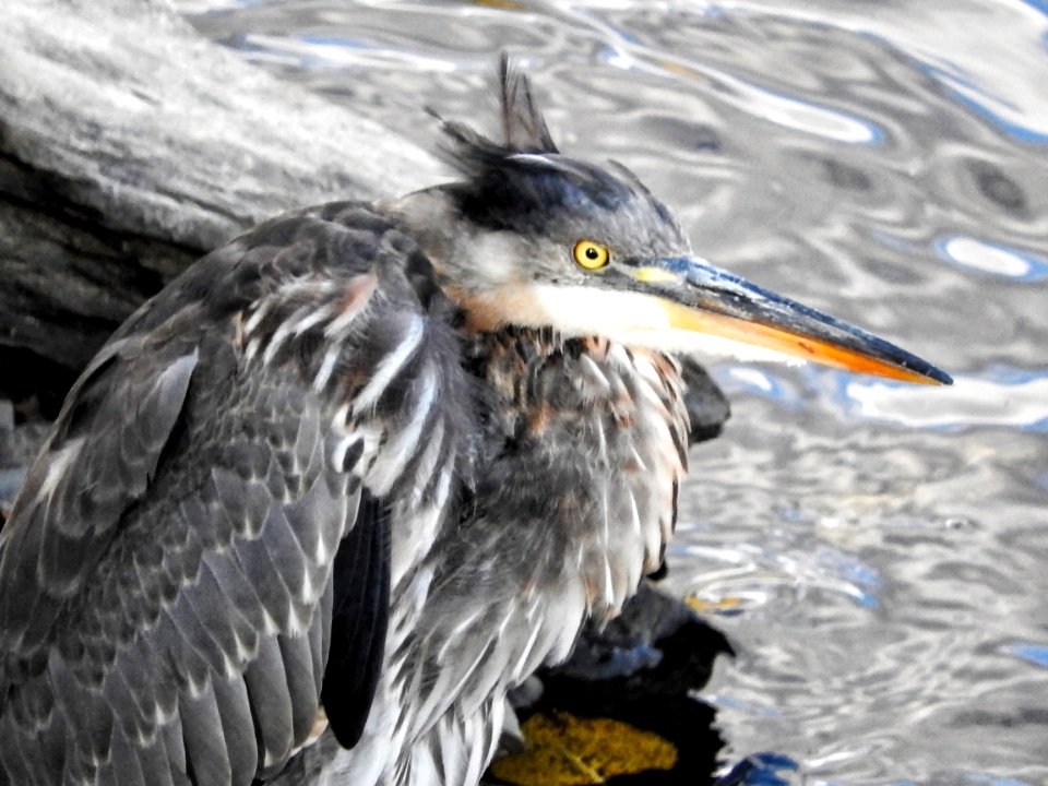 Oiseau (Grand Hron) 135