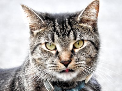 Chat 1139