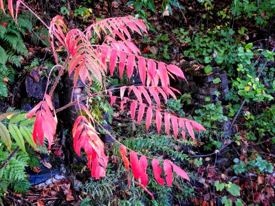 Nature 636