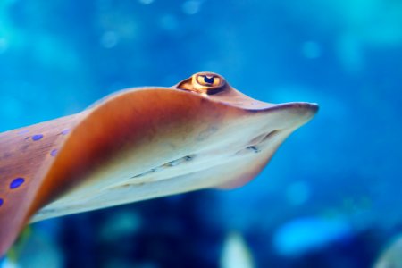 Stingray Fish