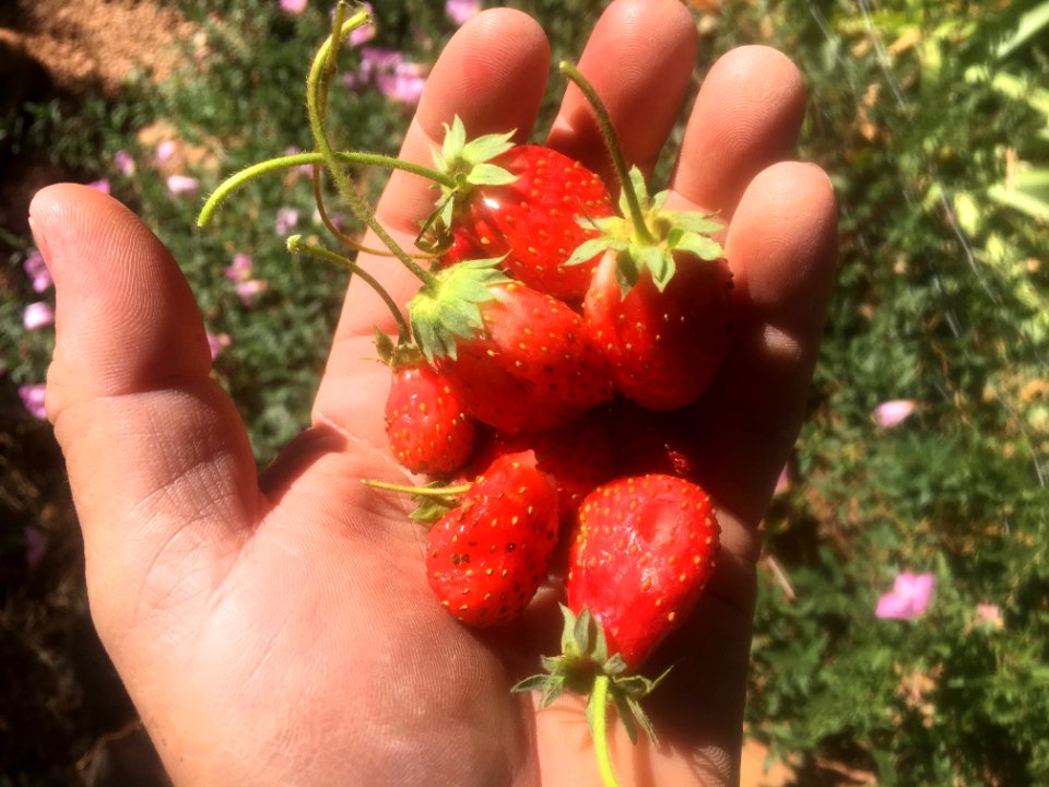 Todays Strawberry Handful
