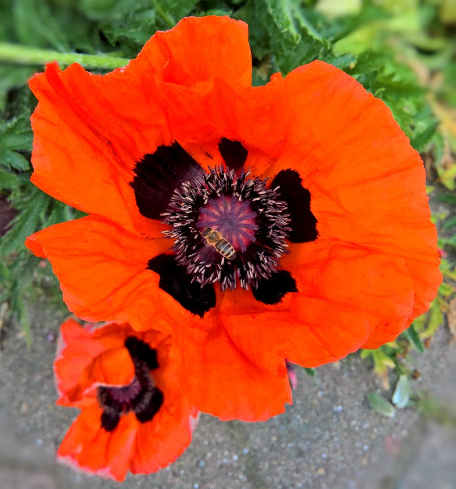 Flower Wildflower Poppy Plant
