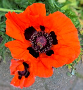 Flower Wildflower Poppy Plant