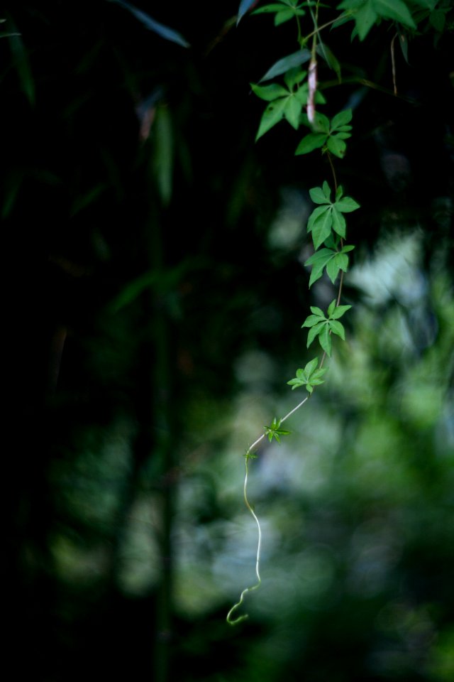 Green Vegetation Leaf Branch photo