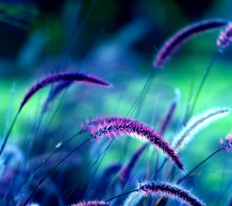 Purple Close Up Macro Photography Grass photo