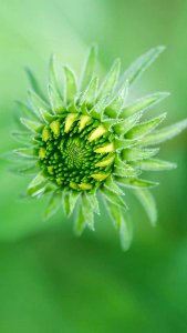 Flower Green Close Up Flora photo