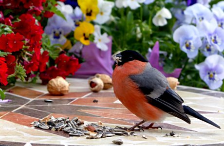 Bird Fauna Beak Plant