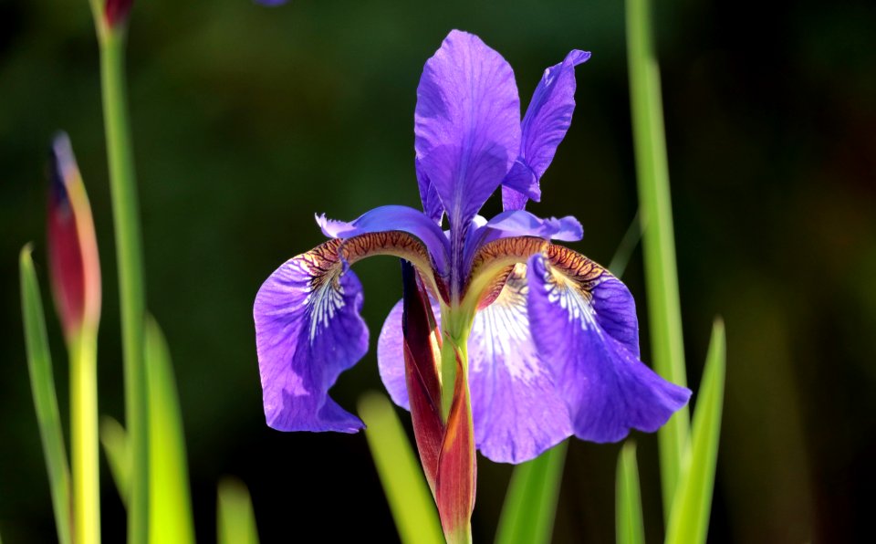 Flower Plant Flowering Plant Flora