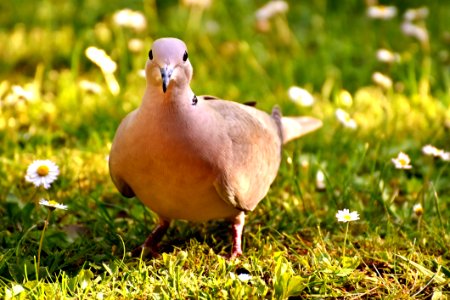 Bird Fauna Beak Grass