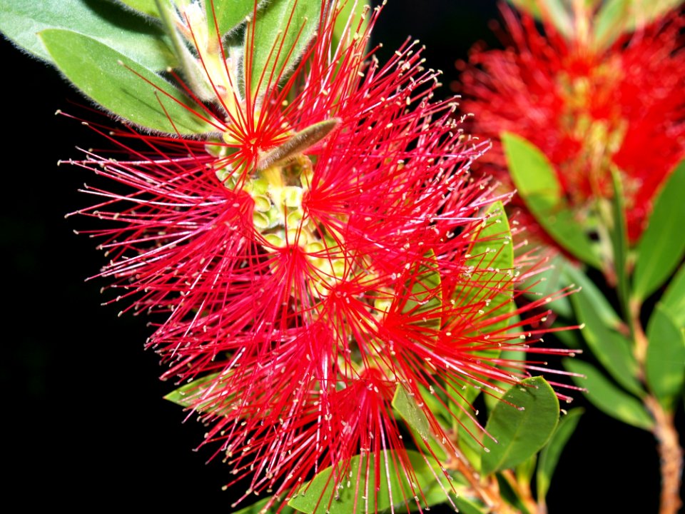 Flora Plant Flower Combretaceae