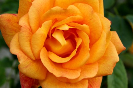 Flower Rose Rose Family Yellow