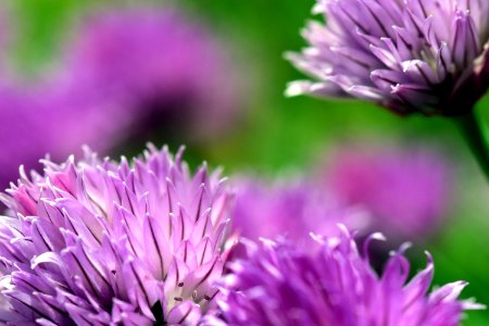 Flower Purple Chives Close Up photo