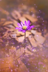 Flower Purple Violet Flora