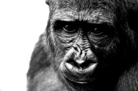 Face Black And White Great Ape Mammal