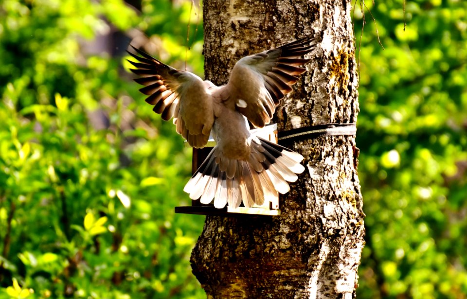 Bird Fauna Wildlife Beak