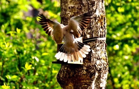 Bird Fauna Wildlife Beak
