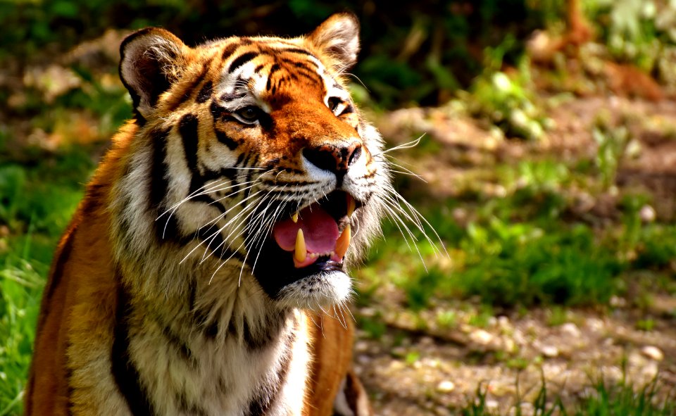 Wildlife Tiger Mammal Wilderness
