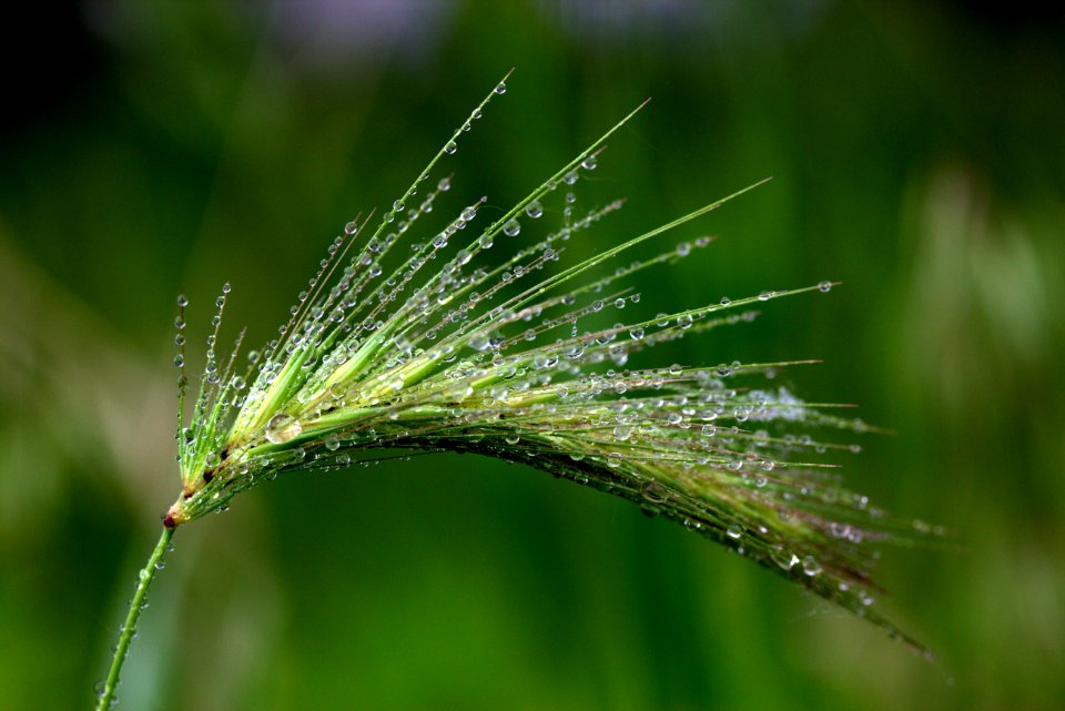 Vegetation Grass Family Grass Water