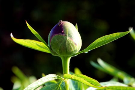 Plant Flora Flower Bud