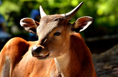 Cattle Like Mammal Wildlife Fauna Horn photo