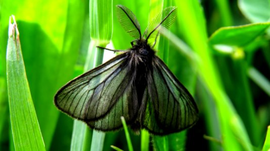 Insect Moths And Butterflies Moth Invertebrate