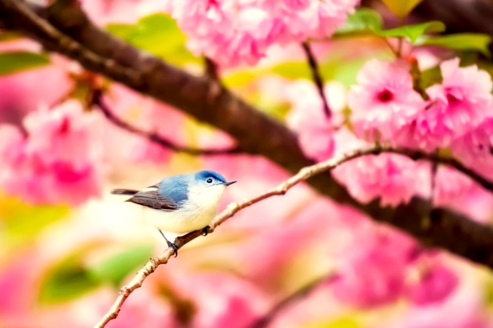Bird Blossom Branch Flower