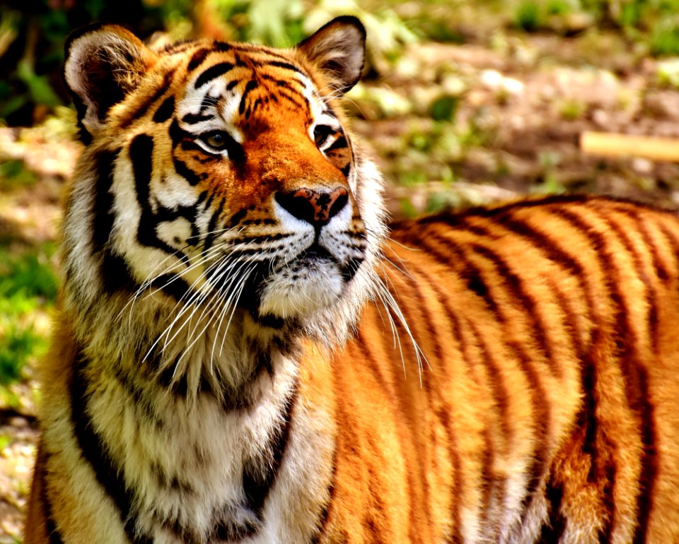 Tiger Wildlife Terrestrial Animal Mammal