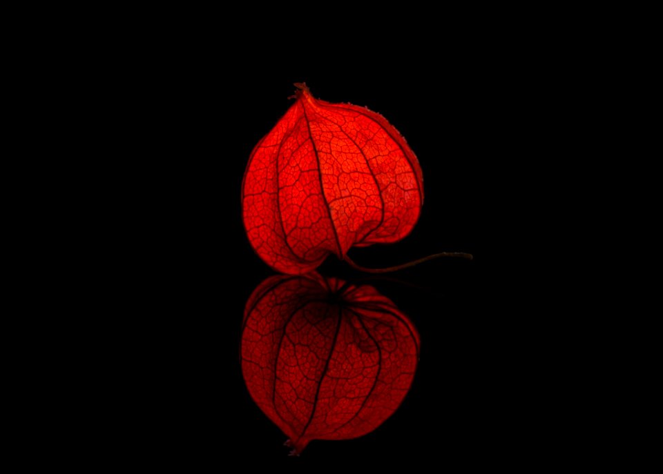 Red Orange Still Life Photography Lighting