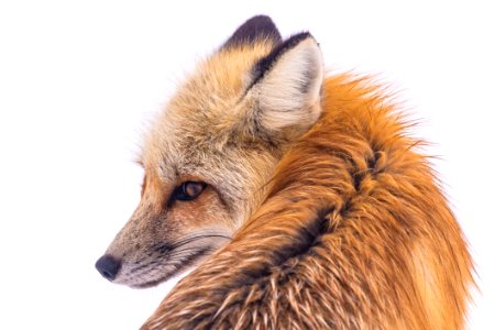 Fox Wildlife Red Fox Fur photo