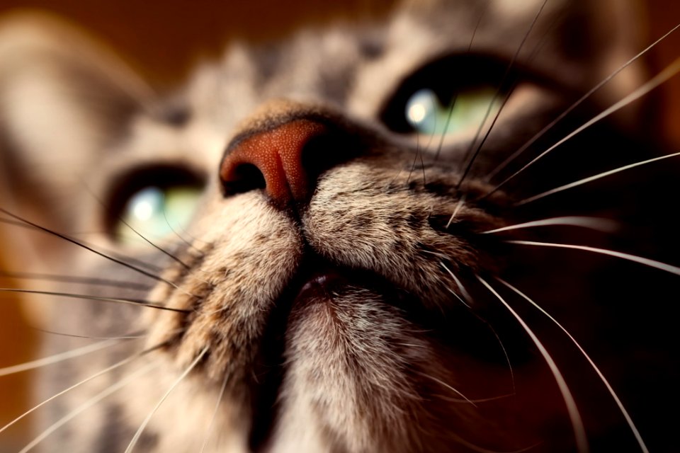 Whiskers Cat Nose Close Up