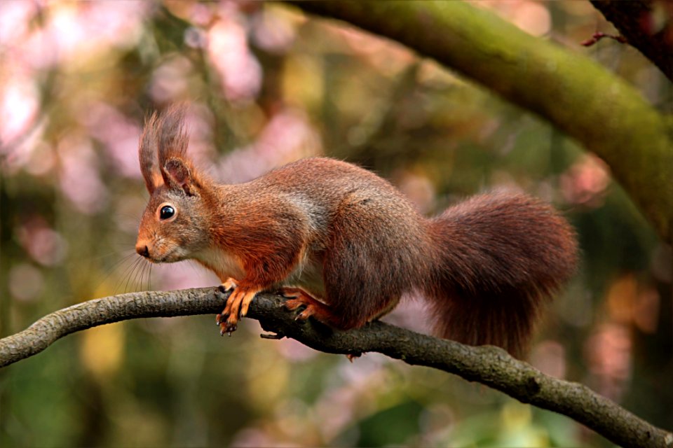 Squirrel Fauna Mammal Wildlife