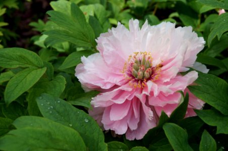 Flower Plant Peony Flora