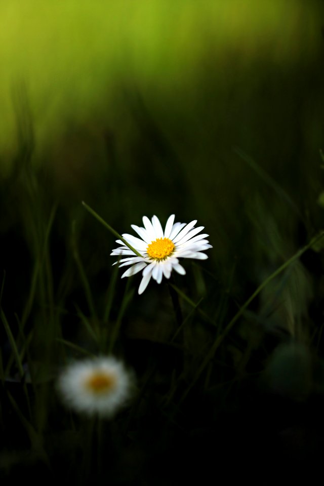 Flower Flora Wildflower Oxeye Daisy