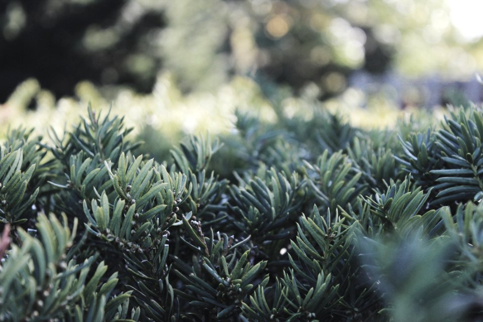 Vegetation Plant Tree Spruce