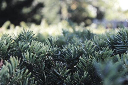 Vegetation Plant Tree Spruce