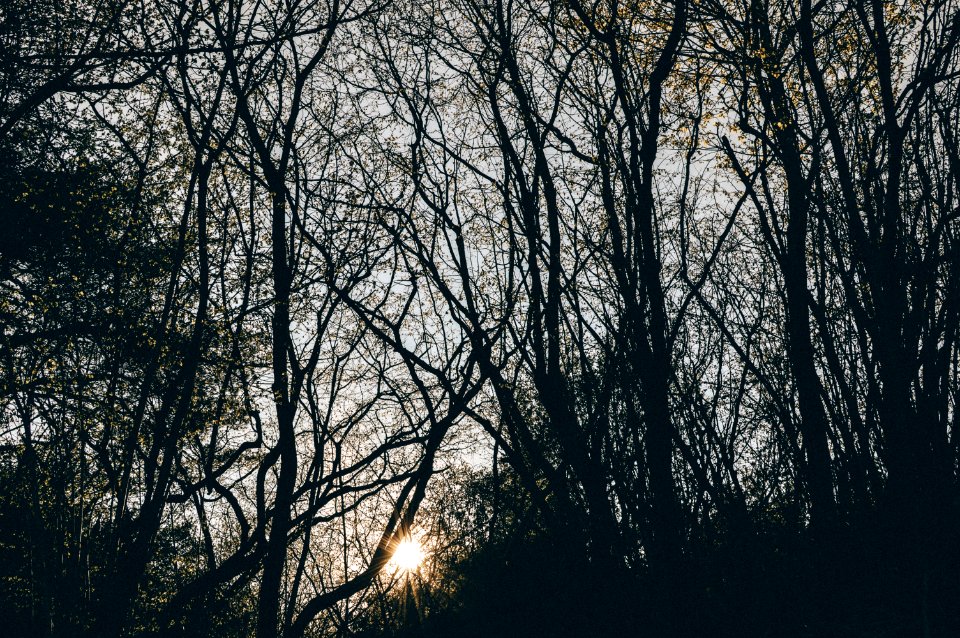 Tree Branch Nature Sky