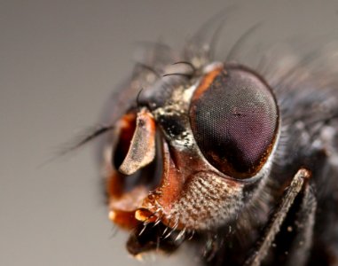 Fly Face