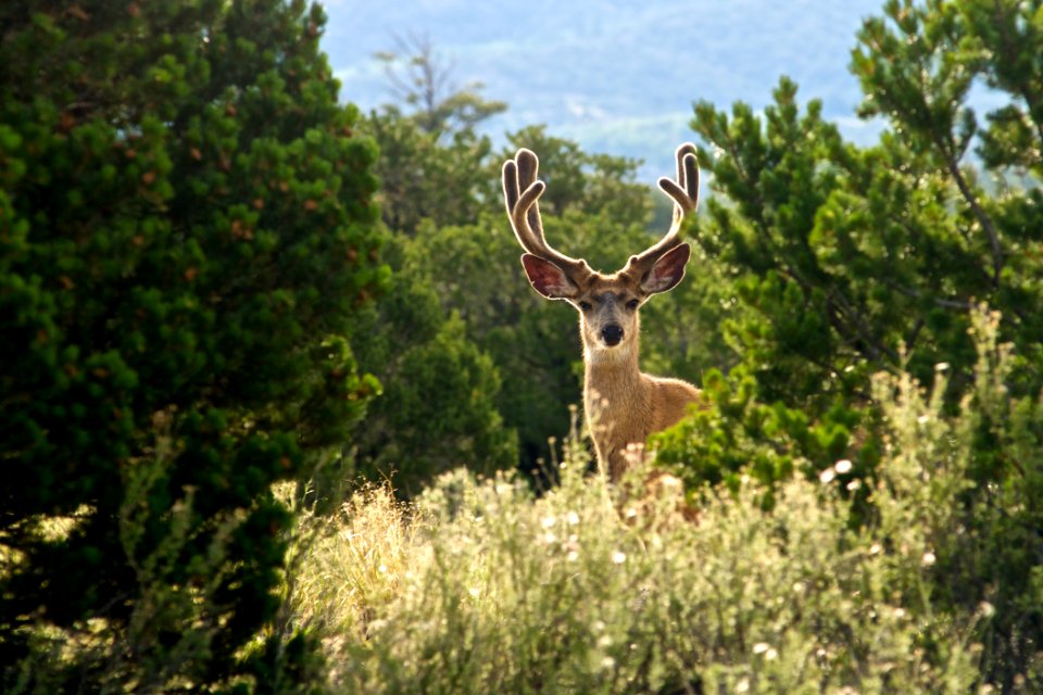 Buck With Antlers Forest