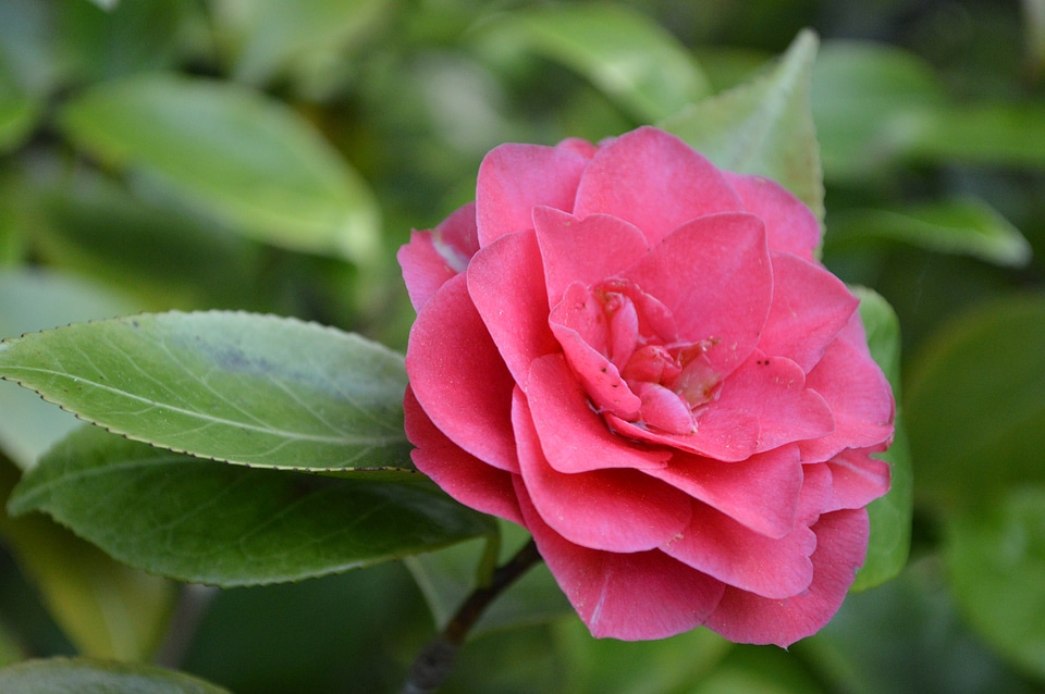 Flower pink bloom photo