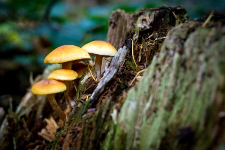 Mushroom Fungus Edible Mushroom Flora photo