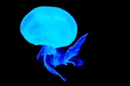 Blue Jellyfish