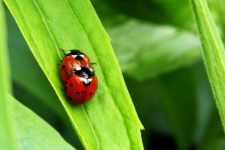 Ladybird Mating