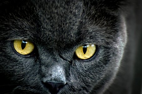 Black Cat