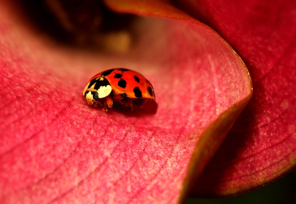 Lady Bug