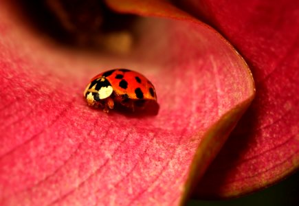 Lady Bug
