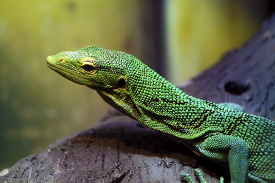 Green Reptile